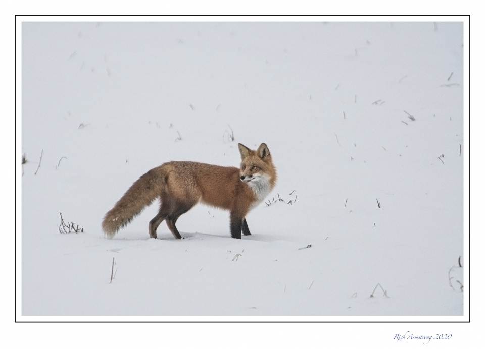 red fox 1a copy.jpg